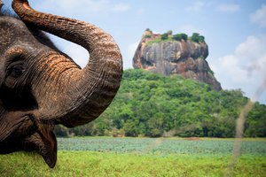 Отели Шри-Ланки летом дают скидки до 30-40%